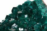 Exceptional Gemmy Dioptase Cluster - Namibia #44661-5